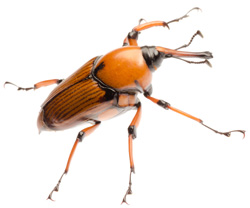 Escarabajo picudo 
