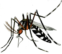 mosquito-tigre_0.jpg